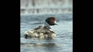Maca Tobiano caracter&iacute;sticas