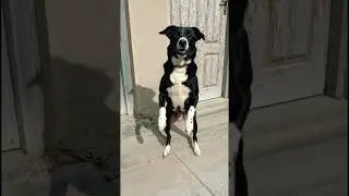 dog warning🥰#shorts #funny #viral #dogcoach #familydogbreeds #familypet #pets #dog #puppy #viralplzz