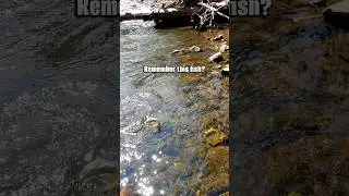 Pure STOKE! Fly Fishing Dream!