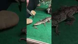 Feeding Baby Crocodile - Baby Crocodile Crawls Out of Pond to Get Food || PETASTIC 🐾