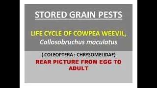 Life cycle of Cowpea weevil, Callosobruchus maculatus