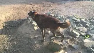 Otis at spring canyon dog park