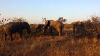Timbavati early morning bachelor elephant herd 1
