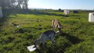 Sunflowers and Rabbit Food