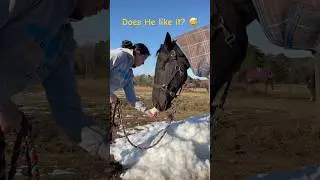 Does the horse eat snow? #animalshorts #equestrian #horse