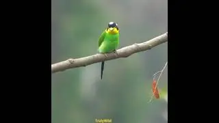 Long-tailed Broadbill tail action | Watch full 4K video #Kaziranga #trulywild #ajithota #shorts