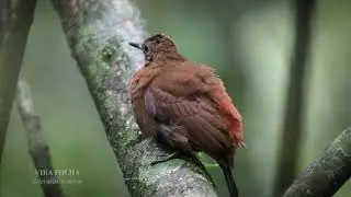 Vira Folha (Sclerurus scansor)