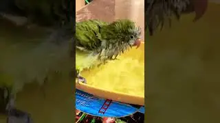 Slow motion Bird Bath 1 🥰 #slowmotion #shorts