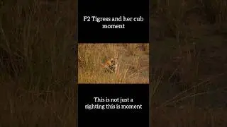 This is not just a tiger sighting!! It&rsquo;s a moment in to the wild