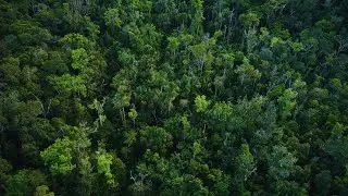 Amazon 4K - Exploring the Jungle From the Inside