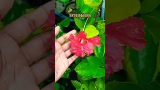 Hibiscus flower plant nursery kolkata lots of variety available #hibiscus #nursery #online #best