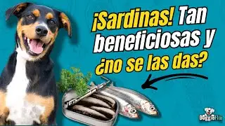 ¿Los perros pueden comer sardinas enlatadas ?