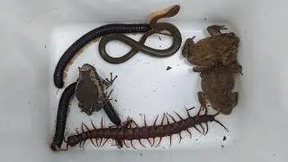 Crazy Wild Catch! Snake, Giant Centipede, Milipede & Toads in One Trap, that are very amazing