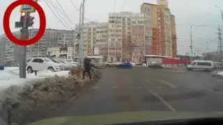 Dog Waits For Green Light To Cross The Street