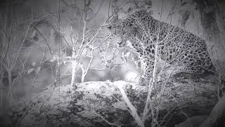 New meaning of LOL (Land of leopards)