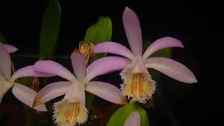 Pleione formosana
