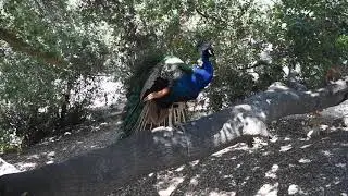 Amazing View From Our Cabin | Ventura Ranch KOA Campground - Santa Paula, California