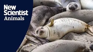 US Space Force Base is wildlife haven for elephant seals and monarch butterflies