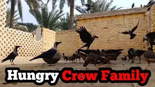Hungry Crow Family Breakfast : First Impressions This Month #crows #crow