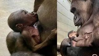 ADORABLE! Baby Gorilla Born at Little Rock Zoo &ndash; First Look!