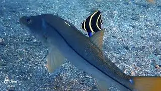 Fish Cleaning Station