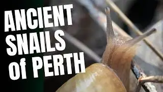 Snails of Perth, Western Australia - Bothriembryon bulla and Bothriembryon kendricki.