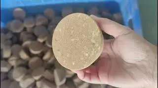 Natural Premium Cork Bottle Stoppers