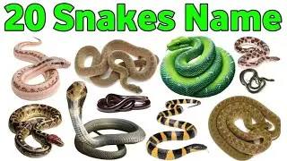 Snake Names for Kids | Learn 20 Types of Snakes in English | Preschool & Toddler Learning Video