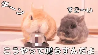 ベルの鳴らし方をミミに教えるムギが可愛すぎました【No.1815】