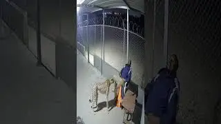 Cheetah Sneaks Up to Attack Sleeping Man