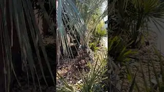 🌴 Spring Reveal: Butia &lsquo;Blue&rsquo; Comes Out of Protection