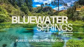New Zealand Blue Spring Magic 🦆✨ Ducks Enjoying the Clearest Water in the World 