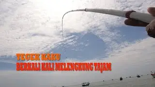 Tegek Kaku Melengkung Tajam Berkali-Kali ! Mancing Baronang