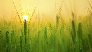 Dry Land Agriculture By Brijesh sir