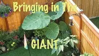 Colocasia gigantea - Bringing in the Giant
