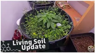 Living Soil Update: Tag 25 &ndash; Wachstumsexplosion & Blumat-Fail! 🌱😱