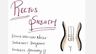 RECTUS SHEATH COMPLETE ANATOMY - RS QUESTION SERIES