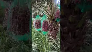 Summer is all about dates trees itseems in UAE 😍 #dubai #dubaivlogs #uae #dates #travel #dubaidiary