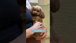 How to trim a difficult dog&rsquo;s nails #doggroomingforbeginners #doggroomingtips #dog #dogsalon
