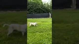 The newbies try out the big yard!