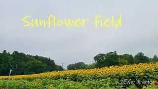 Sunflowers Ibaraki Japan