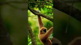 Using their impressive brachiating skills, gibbons are able to swing through the tree at 35 miles