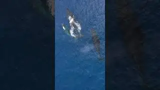 Rare Moment: Aerial Capture of a Pod of Whales🐳💦