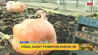 Last Pumpkin Check-In Before Harvest