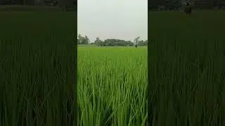 Evening view of paddy fields.