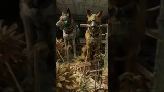 #militaryk9