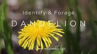Identifying & Foraging Dandelion {And A Few Fun Facts}