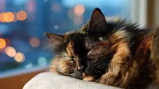Cozy Lofi Cat 1 Hour 📚 Relaxing Music for Reading and Writing