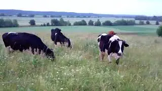 Влог: глэмпинг Залоницкие, пришли нежданные гости.