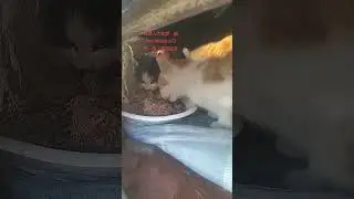 Many cats have been taken to shelters, and some have already left. Winter is truly cruel.🙏🙏🙏